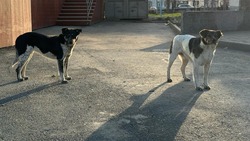 Пять бездомных собак отловили в Южно-Сахалинске за 24 часа