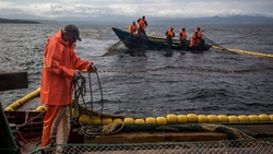 Маршрут «лишнего» лосося пытаются разгадать на Сахалине