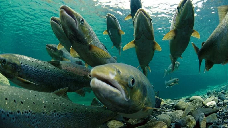 На Сахалине поймают горбушу южнее Новоселки