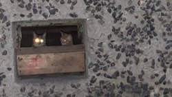 Коты устроили «комнату ужасов» в подвале жилого дома в Корсакове