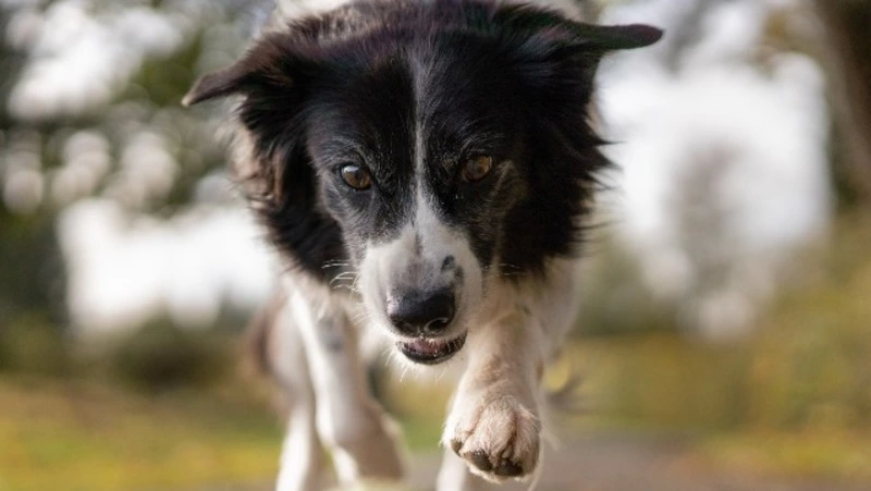 На Дальнем Востоке стая собак загрызла кандидата наук