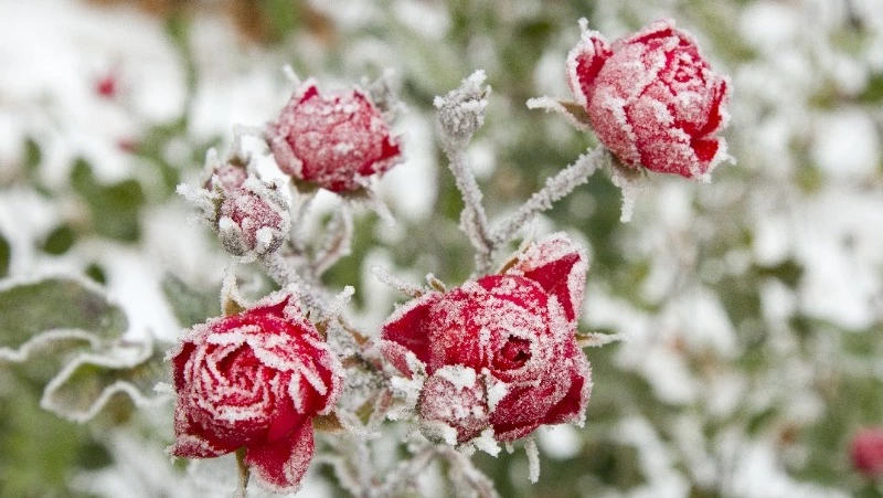 В Южно-Сахалинске ударит мороз до -4 градусов 15 октября