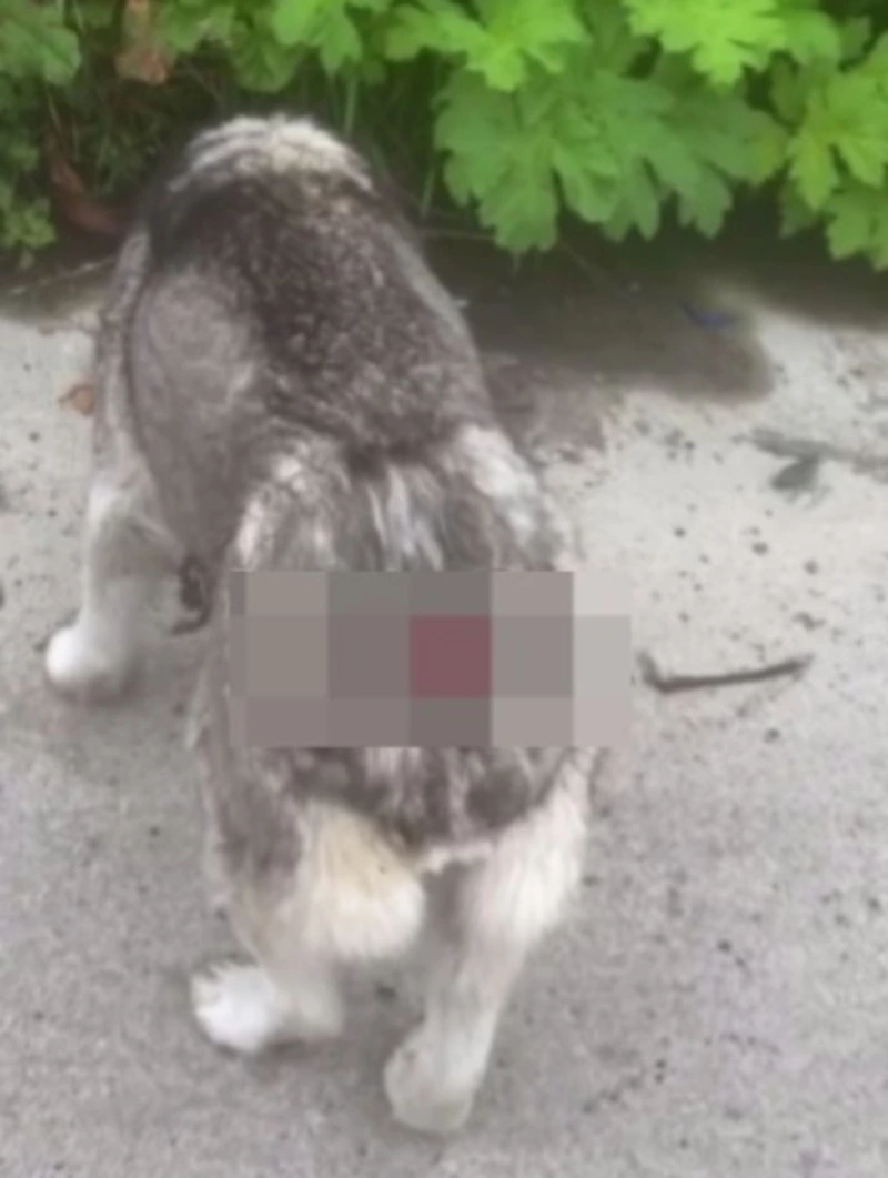 Соцсети: неизвестные вырвали псу хвост в Невельском районе