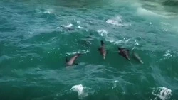 Сивучи «посерфили» на сахалинских волнах во время охоты на селедку          