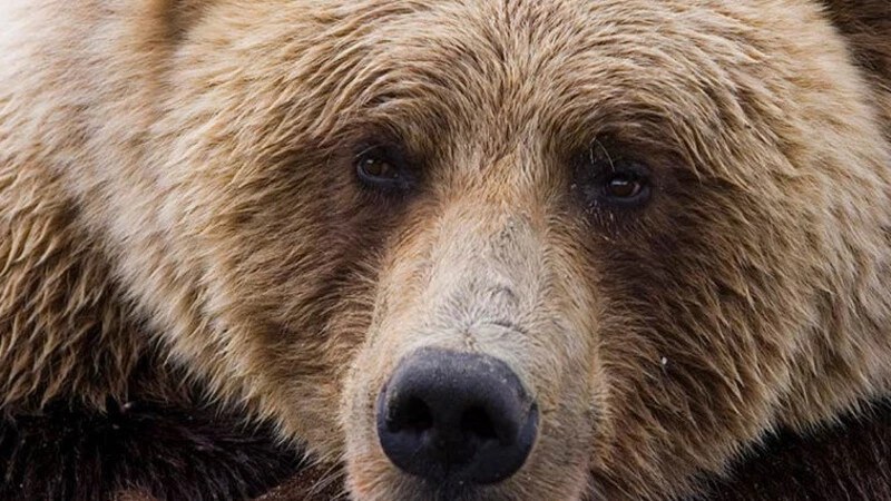 Полуволя лучше свободы