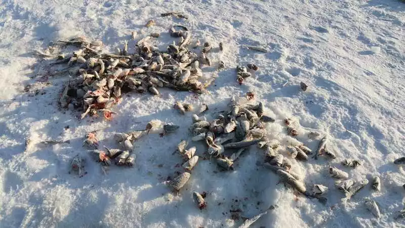 Рыбаки бросают тонны наваги на льду в погоне за «золотым» зубарём