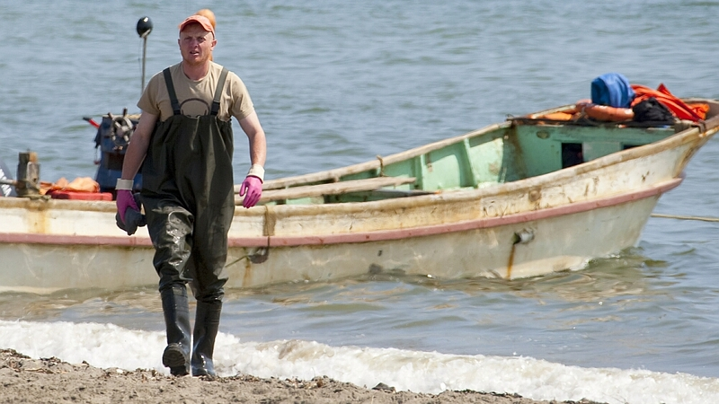 Лососевая путина-2018 на Сахалине ожидается успешнее, чем прошлогодняя