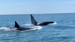 Любопытные косатки на Сахалине показали туристам эффектный трюк      