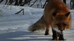 «С довольной мордахой»: лиса на севере Сахалина искала еду в сугробах