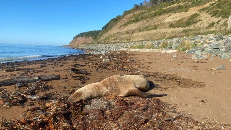 Заболевший сивуч ушел в море после нескольких дней на побережье в Корсаковском районе