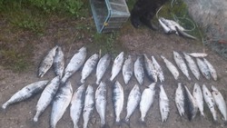 Сахалинский браконьер повторно попался на незаконном вылове симы