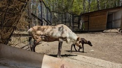 Детеныш северных оленей родился в зоопарке Южно-Сахалинска 