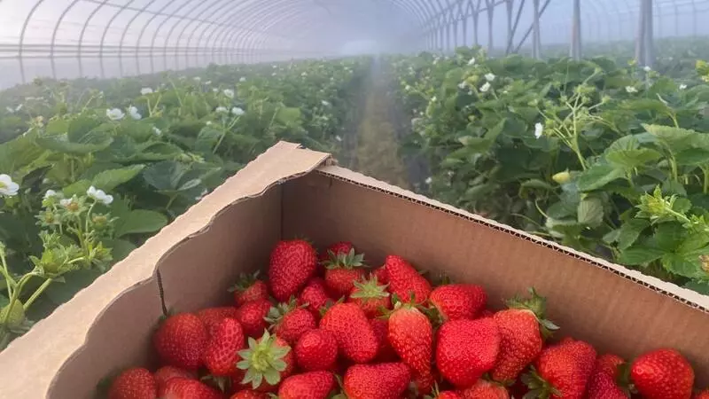 Сахалинский фермер пошел на смелый эксперимент по выращиванию клубники до зимы