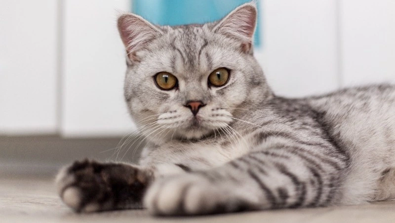 Народный календарь на 3 апреля: Кирилл Катаник, что нельзя делать в этот день