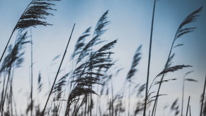 Осеннее похолодание уже на горизонте: прогноз погоды в Сахалинской области на 18 сентября