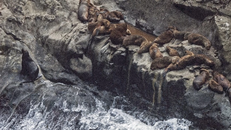 Бок о бок с человеком: как живут сивучи на Сахалине