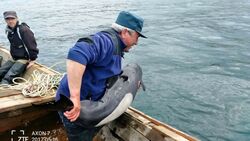 На Сахалине сотрудники МЧС России спасли дельфина
