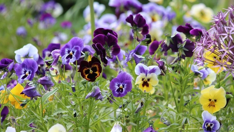 Миллион рублей требует в суде сахалинский совхоз. С ним не рассчитались за цветы