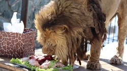 Лев из сахалинского зоопарка с размахом отпраздновал свой день рождения
