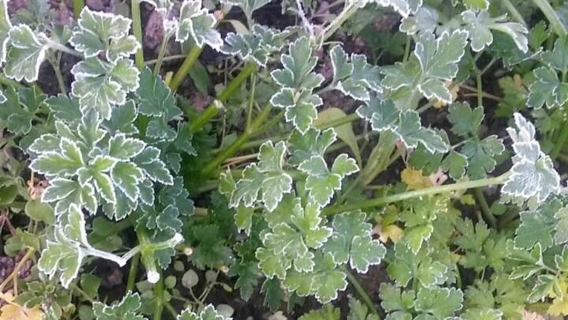 Первые заморозки ударили по Сахалину