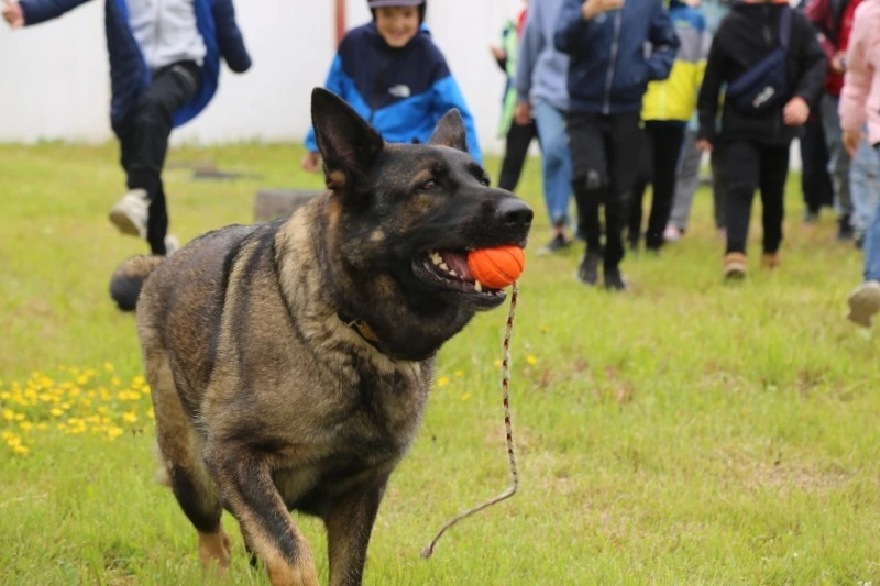 Показательные выступления хвостатых «полицейских» прошли в Южно-Сахалинске