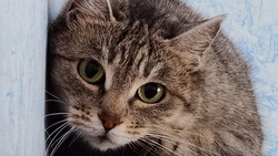 Новых хозяев ищут для восьмилетней кошки в Поронайске