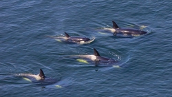 Правительство запретит добычу китов и дельфинов