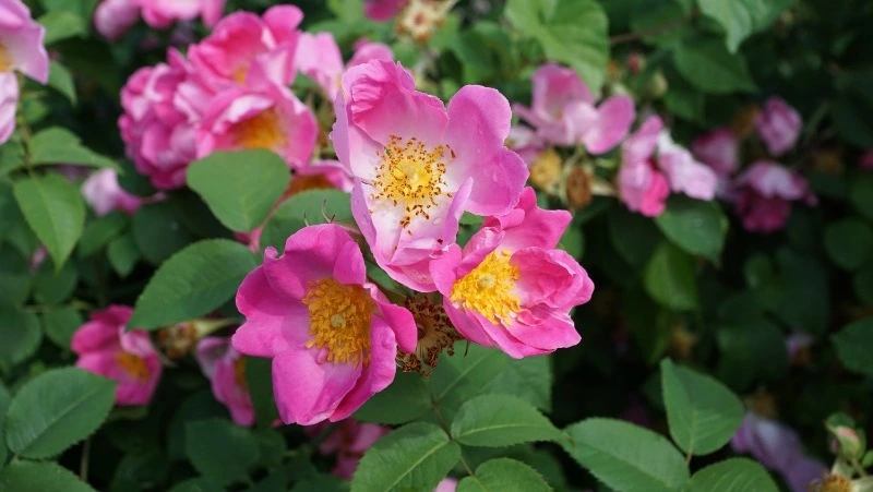 Шиповник цветет к холодам, пушистые облака к затяжному дождю: народные приметы на июнь 2024 года