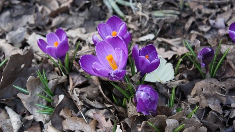 Погода в Сахалинской области 24 марта: прогноз по всем районам