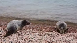 Выпуск на волю спасенных тюленят попало на видео