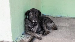 Следователи взялись за дело о нападении собаки на женщину в Невельске 