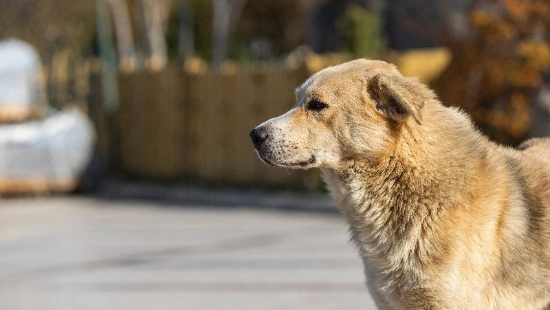 Депутаты Сахалинской областной Думы обсудили с жителями Холмска ситуацию с бездомными животными