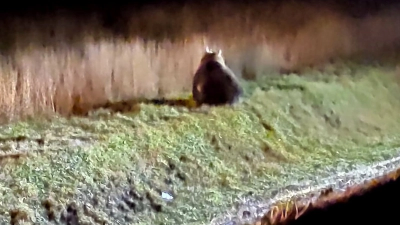 На Курилах охотоведы застрелили медведя, который выжил после ДТП