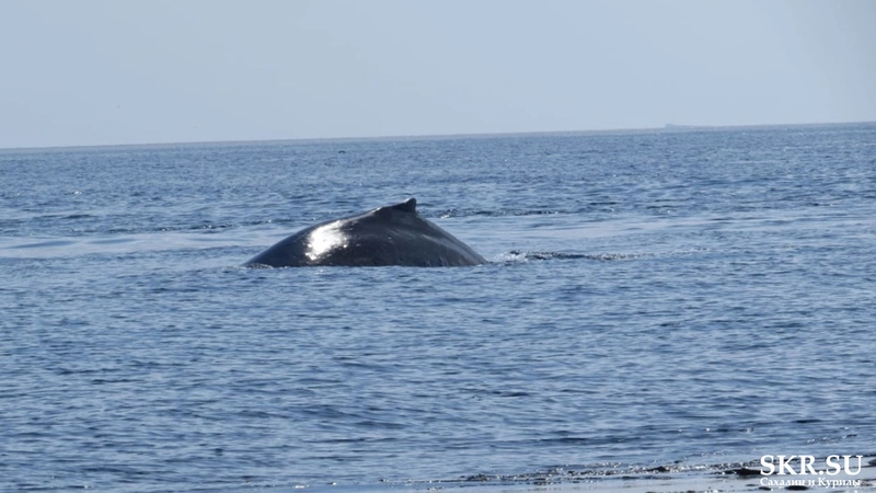 Два кита подошли к берегам Парамушира