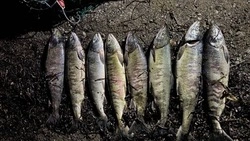 Рыбоохрана оштрафовала сахалинских браконьеров на 85 тысяч рублей за неделю 