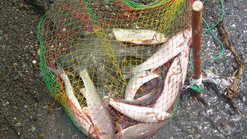 Невезучие сахалинцы купили у браконьера горбушу и сразу же ее лишились