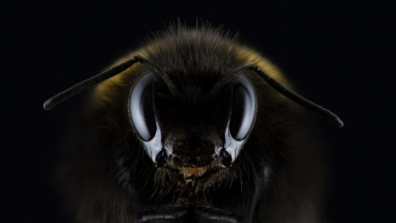 «Клещи и пчелы»: россияне назвали самых «страшных» насекомых