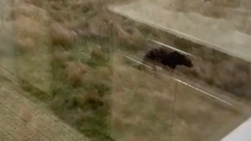 В село на Курилах массово наведываются медведи