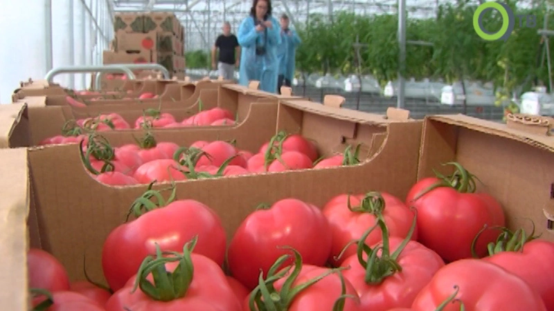Новый тепличный комплекс на юге Сахалина собирает урожай