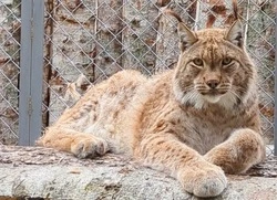 Рысь поиграла в гляделки с сотрудником Сахалинского зоопарка