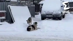 Бродячие собаки терроризируют жителей частного сектора Екатеринбурга 