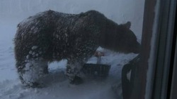 Медведя-шатуна заметили возле вулкана Баранского на Итурупе