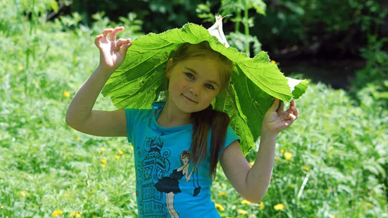 Аллея России: сахалинский гигантский лопух проигрывает пихте и вишне