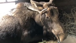 Специалисты зоопарка на Сахалине борются за жизнь спасенного редкого лося 