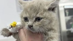 Котенок с эпилепсией на Сахалине нуждается в лечении во Владивостоке