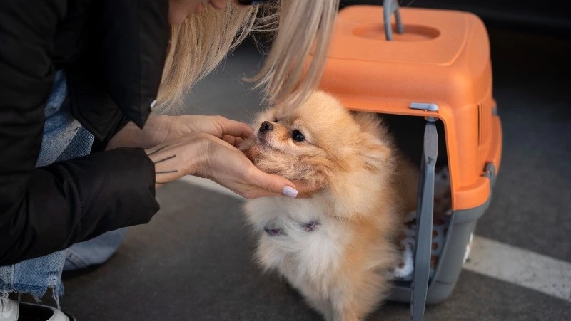 «Аэрофлот» разрешил пассажирам перевозить сразу шестерых питомцев в салоне самолета