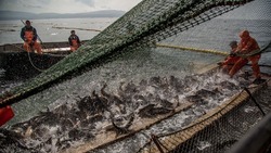 Вылов рыбы в России вырос в годовом исчислении на 3,3%