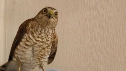 «Мелкий Топотун отправился домой»: зоозащитники выходили раненого ястреба на Сахалине