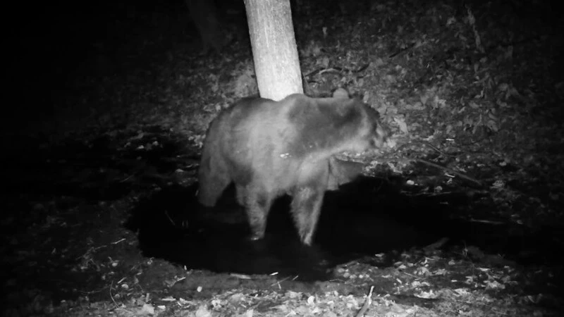 На Сахалине черный медведь прятался в кустах около сельского кладбища