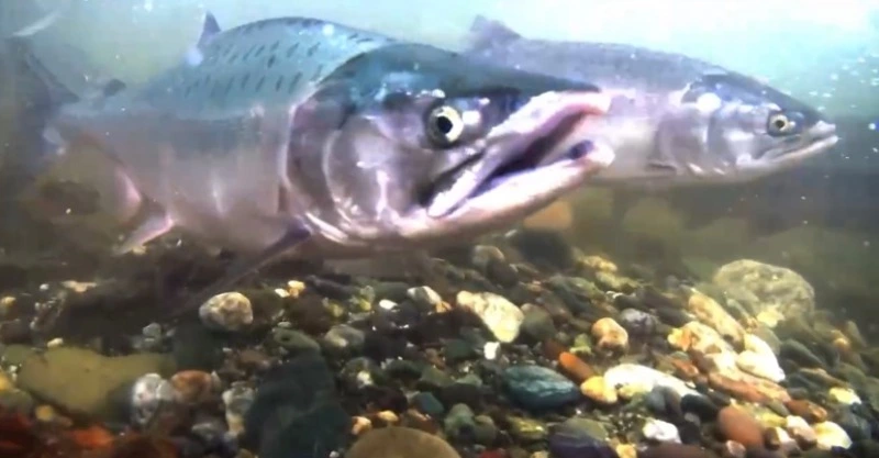 Крупные косяки горбуши пришли на нерест в реку Корсаковского района